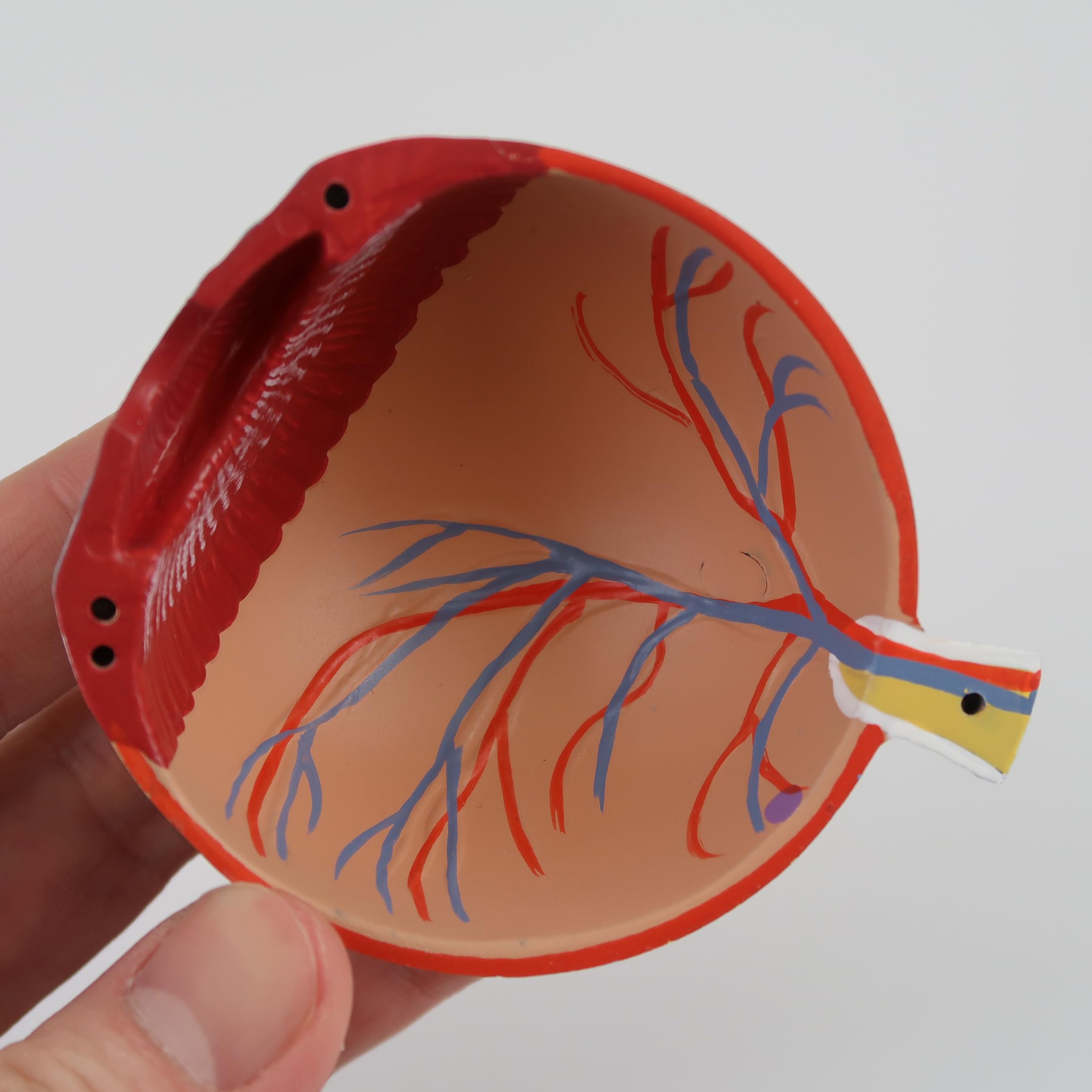 3b-scientific-auge-in-augenh-hle-augenmodell-3-fache-gr-e-7-teilig-auf-sockel image 7
