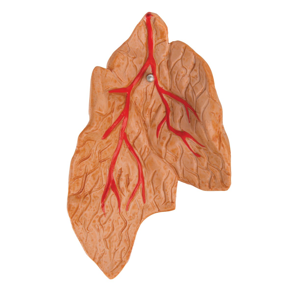 3b-scientific-herzmodell-klassik-3-teilig-lebensgro-herz-mit-thymus-und-smart-an image 4