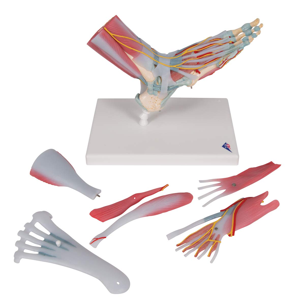 3b-scientific-m34-1-fu-skelettmodell-mit-b-ndern-und-muskeln-smart-anatomy image 4