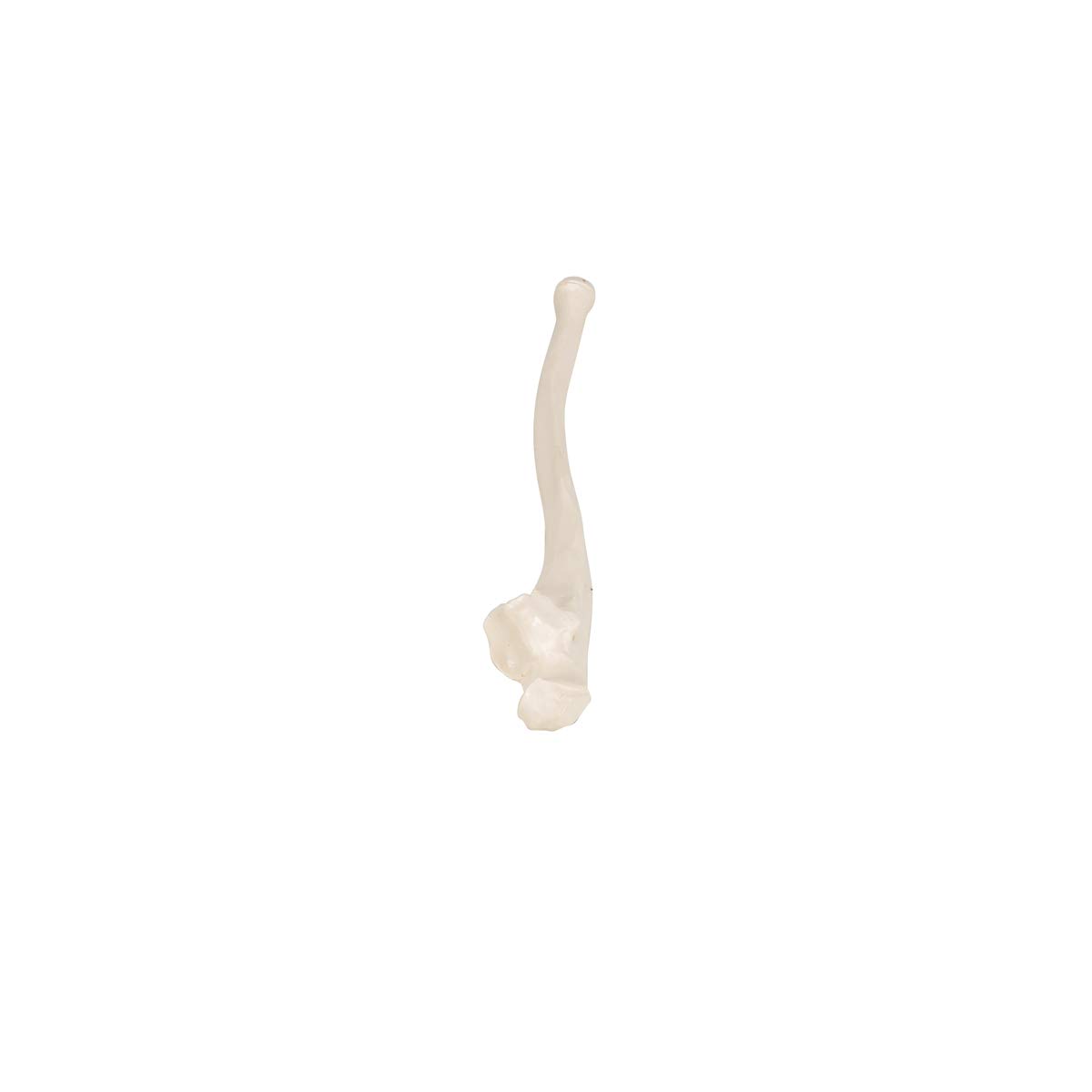 3b-scientific-ellenknochen-modell-ulna-unterarmknochen-replik-smart-anatomy-app image 7