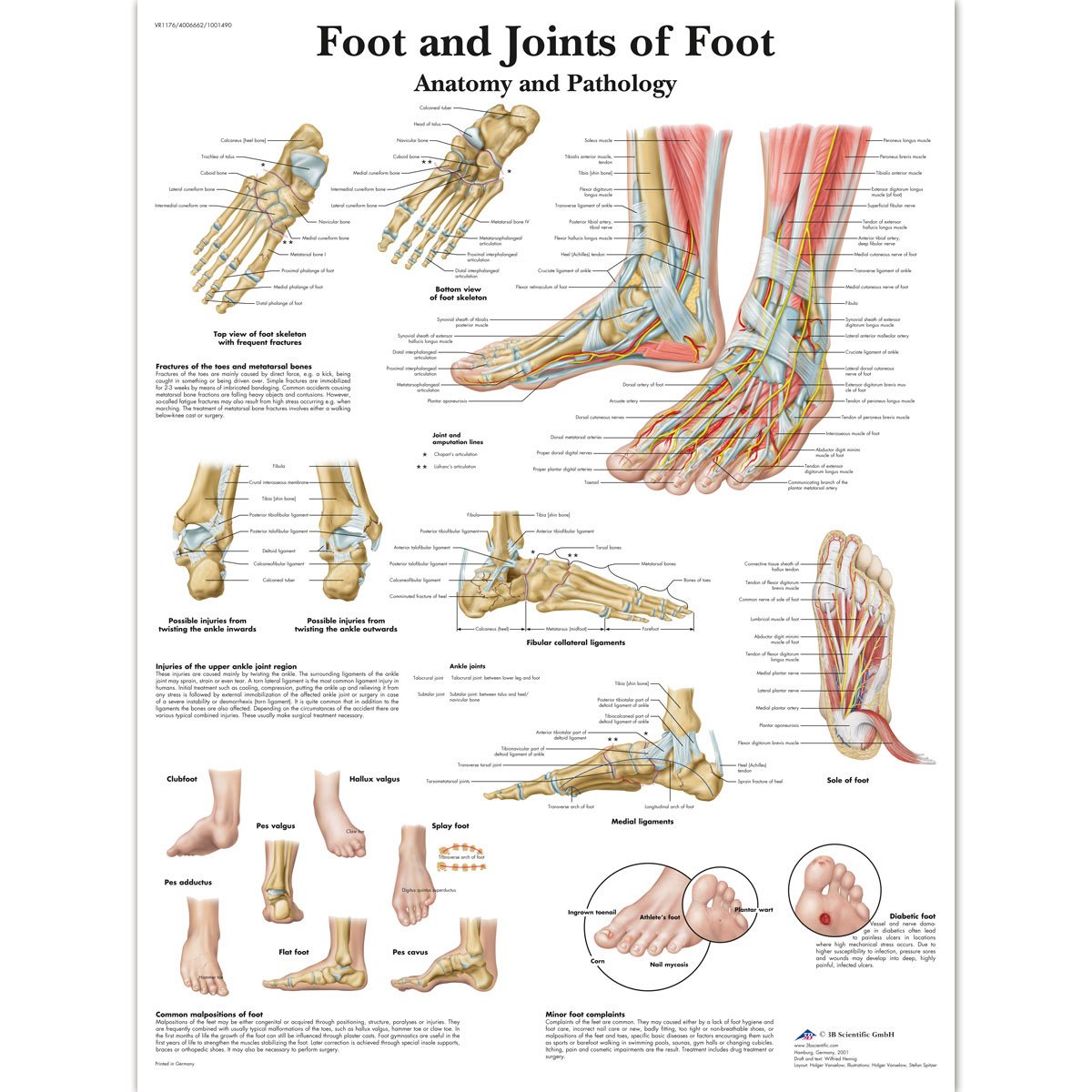 3b-scientific-vr1176uu-anatomie-poster-fu-und-fu-gelenke-50-8-x-66-cm-unlaminier image 3