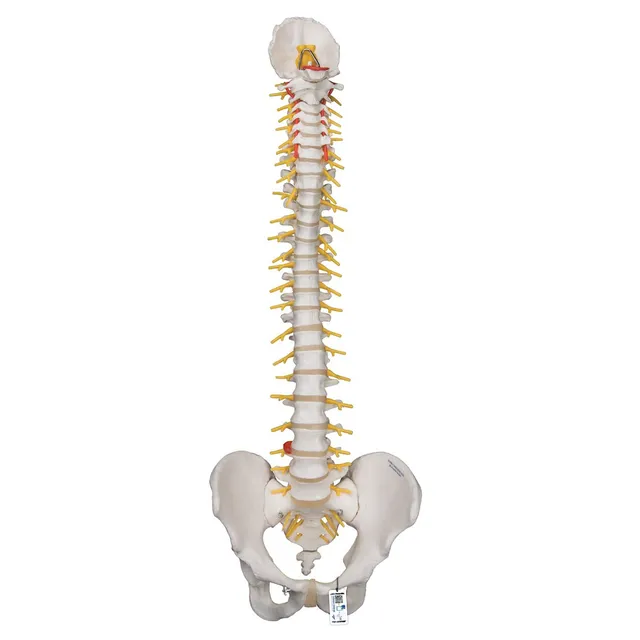 3b-scientific-flexible-luxus-wirbels-ule-ohne-stativ-mit-bandscheibenvorfall-l3- image 1