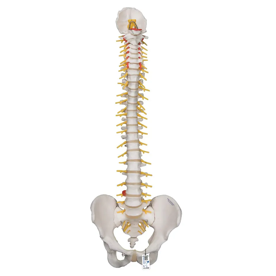 3b-scientific-flexible-luxus-wirbels-ule-ohne-stativ-mit-bandscheibenvorfall-l3- image 1