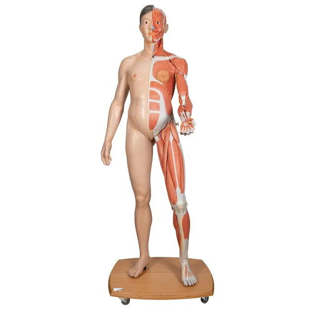 3b-scientific-muskelfigur-asiatisch-lebensgro-zweigeschlechtig-39-teilig-smart-a image 1