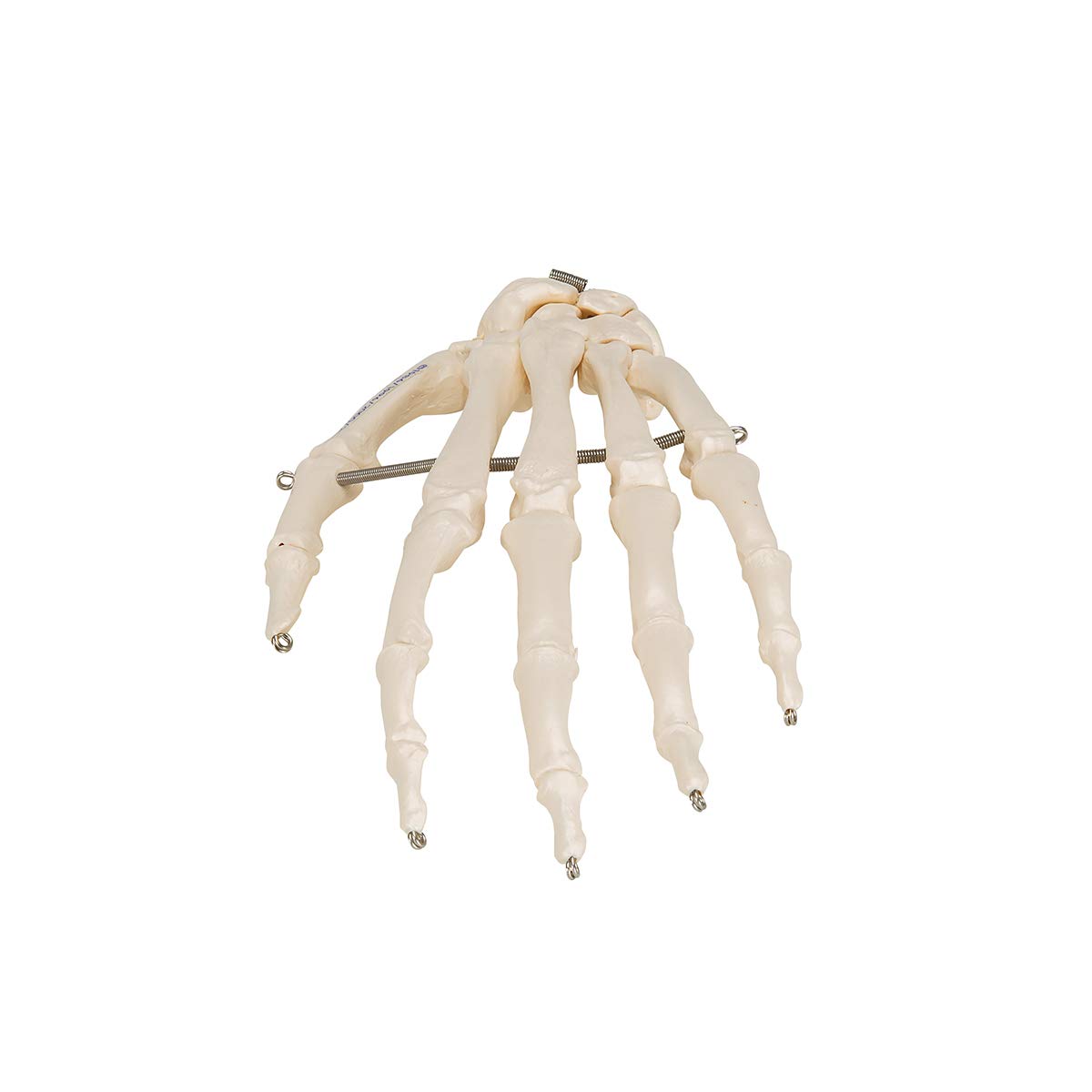3b-scientific-handskelett-modell-auf-draht-lebensgro-smart-anatomy-app image 5