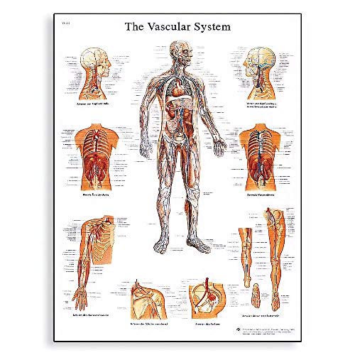 3b-scientific-lehrtafel-das-blutgef-system-anatomieposter-50-x-67-cm image 5