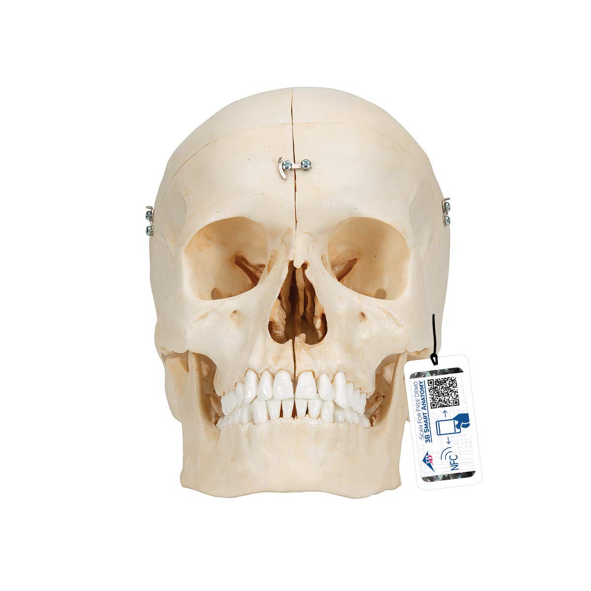 3b-scientific-bonelike-sch-delmodell-6-teilig-lebensgro-mit-mediansagittalschnit image 1