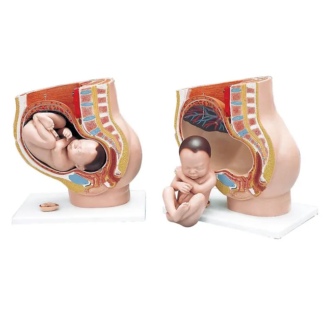 3b-scientific-schwangerschaftsbecken-3-teilig-mit-fetus-uterus-smart-anatomy-app image 1