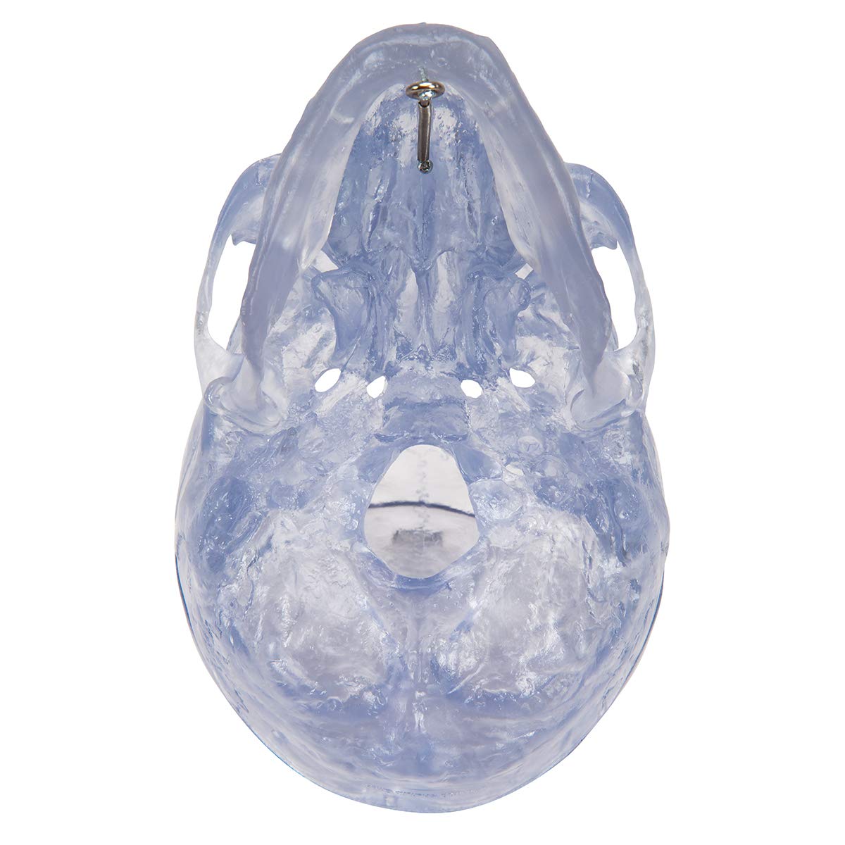 3b-scientific-klassik-sch-delmodell-transparent-3-teilig-mit-magnetverbindung image 8