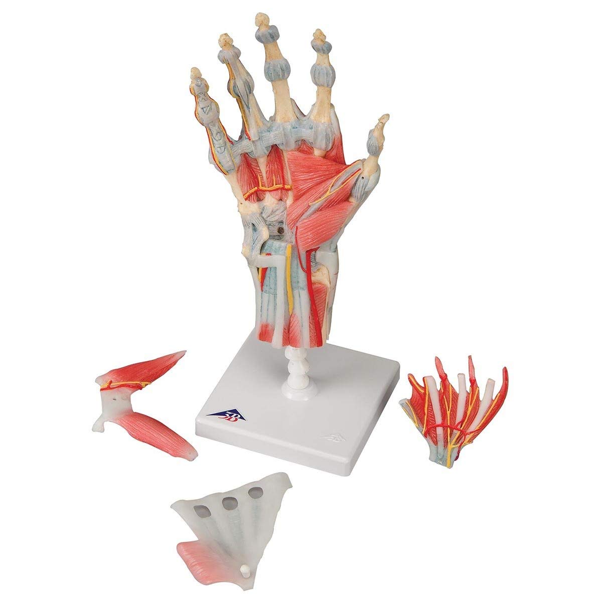 3b-scientific-m33-1-hand-skelett-modell-mit-b-ndern-und-muskeln-3b-smart-anatomy image 2