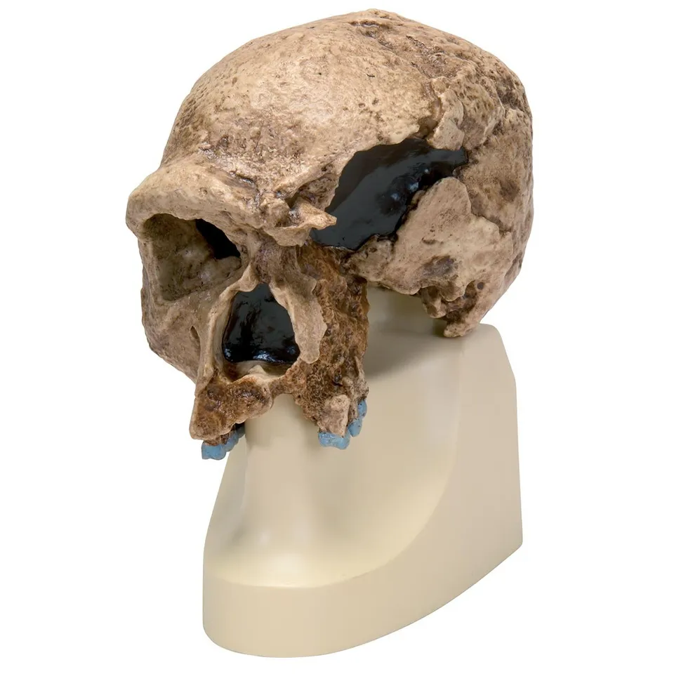 3b-scientific-sch-delreplikat-homo-steinheimensis-berkhemer-1936-vormenschen-sch image 1
