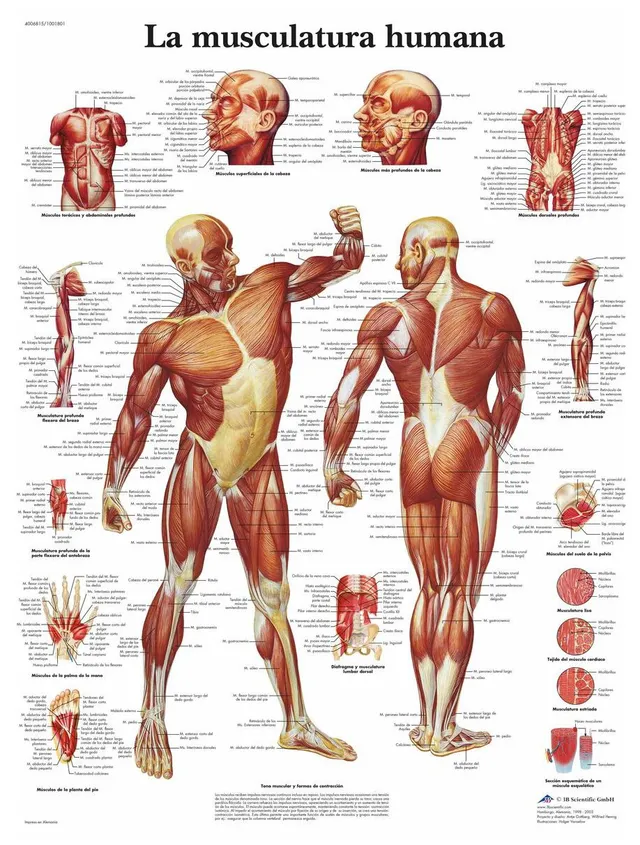 3b-scientific-menschliche-muskulatur-laminierte-anatomietafel-50x67-cm image 1