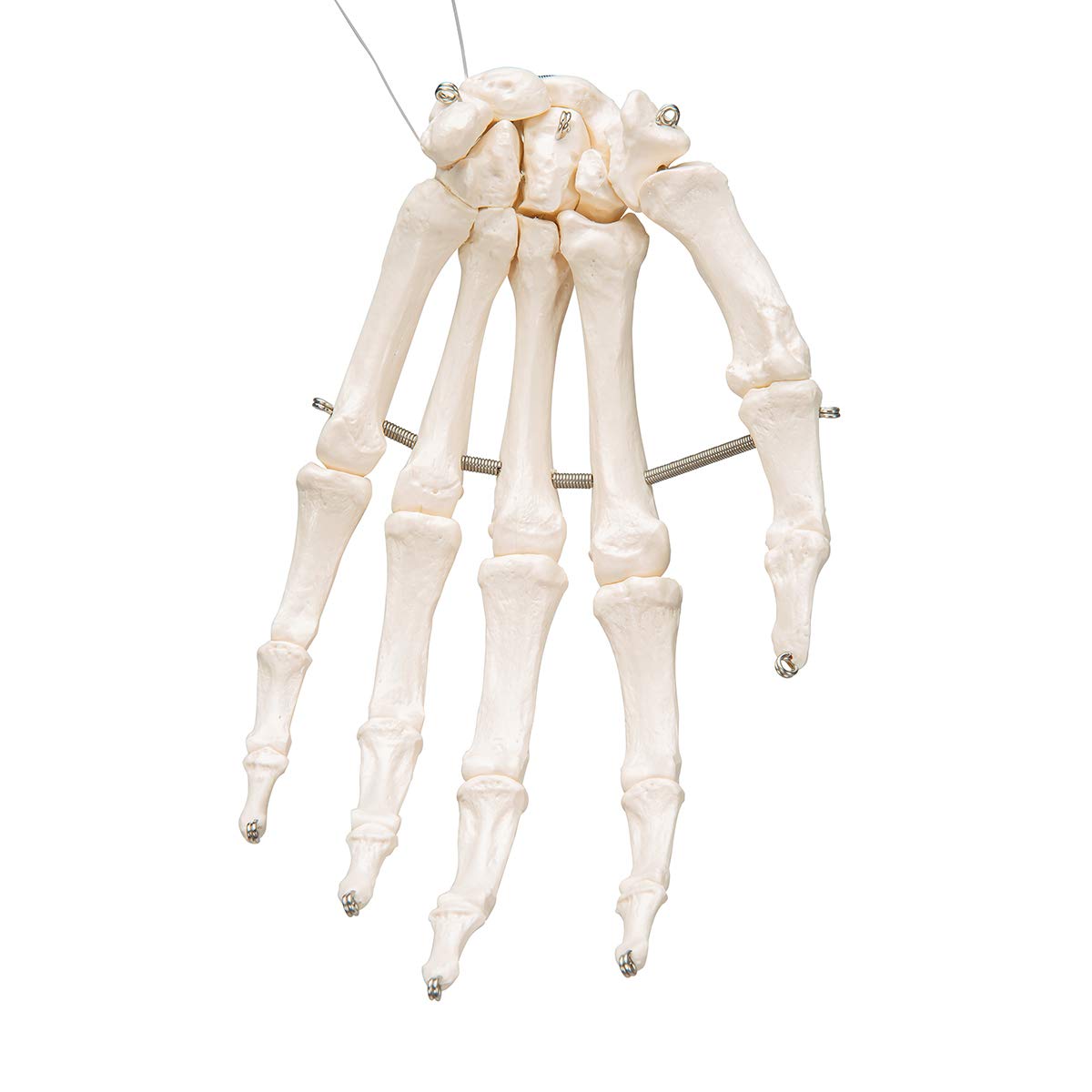 3b-scientific-handskelett-modell-auf-draht-lebensgro-smart-anatomy-app image 3