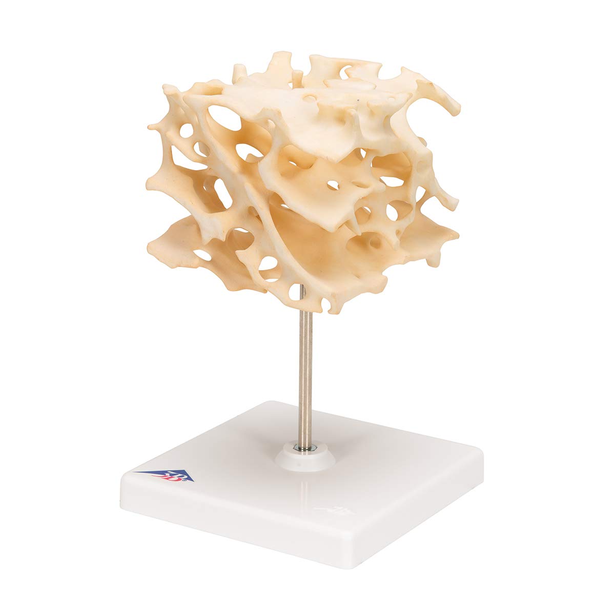 3b-scientific-knochenspongiosa-modell-100-fach-vergr-ert-3b-smart-anatomy-app image 6
