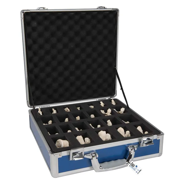 3b-scientific-wirbelmodell-set-24-bonelike-wirbel-menschliche-wirbels-ule-nachbi image 1
