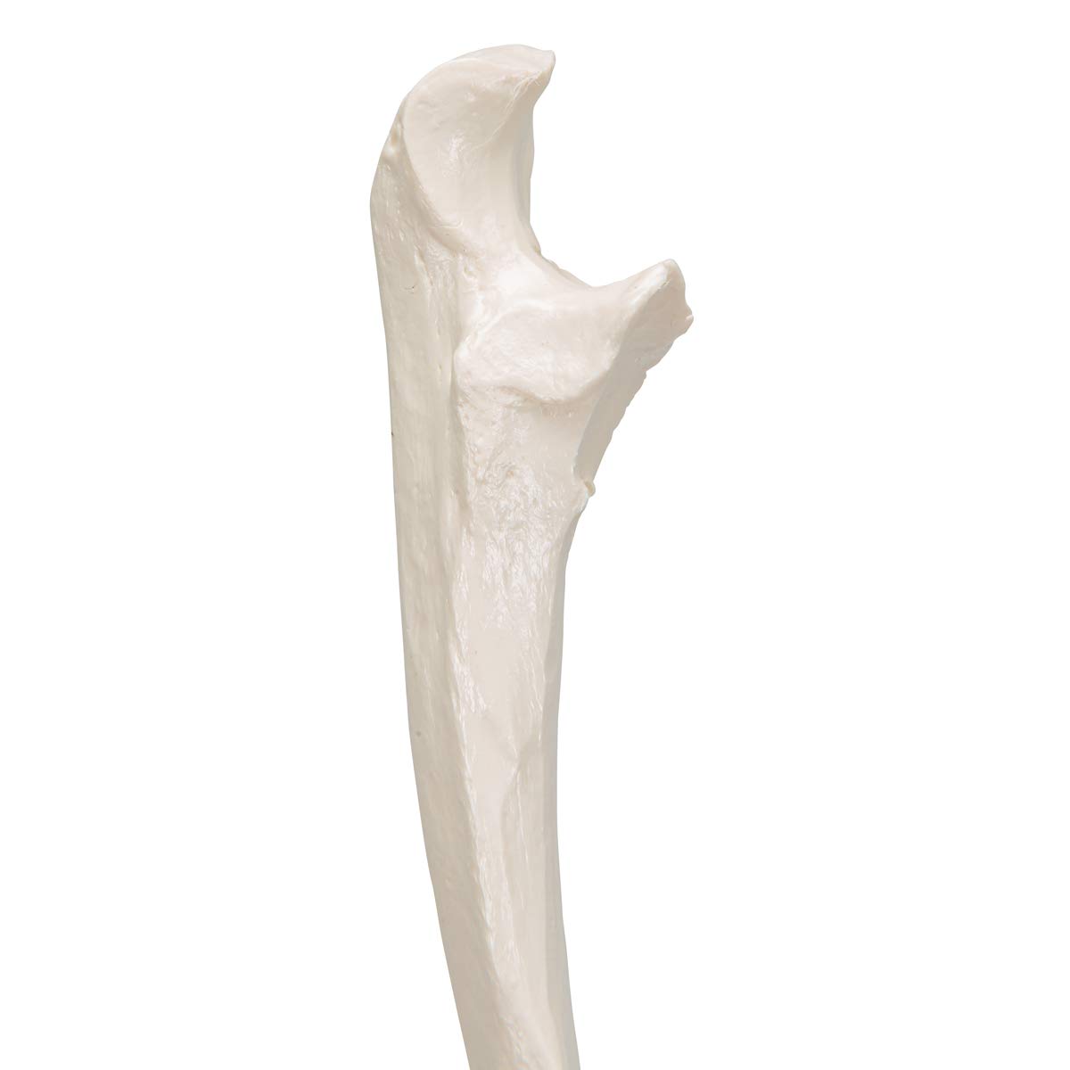 3b-scientific-ellenknochen-modell-ulna-unterarmknochen-replik-smart-anatomy-app image 5