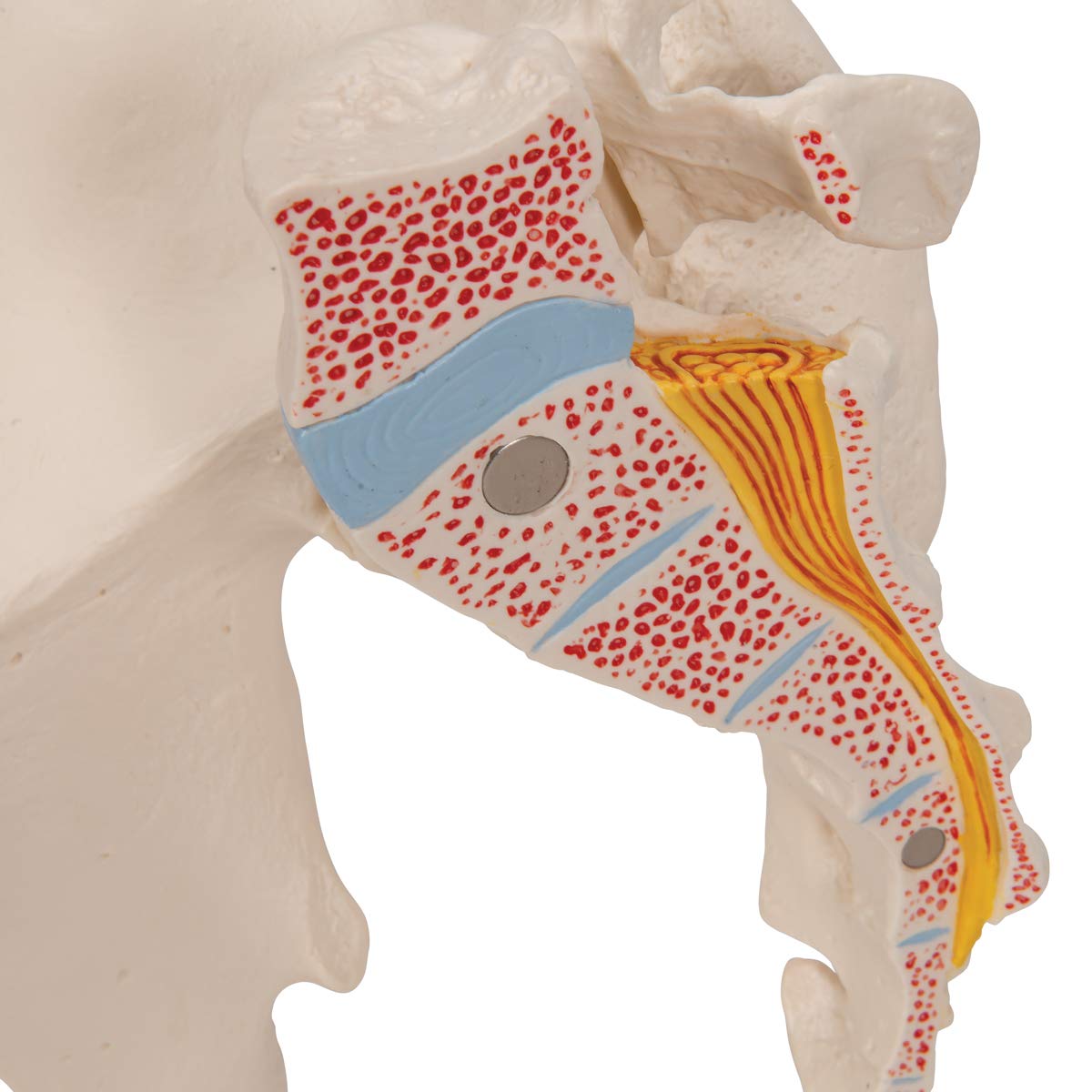 3b-scientific-m-nnliches-becken-modell-3-teilig-3b-smart-anatomy-app image 7