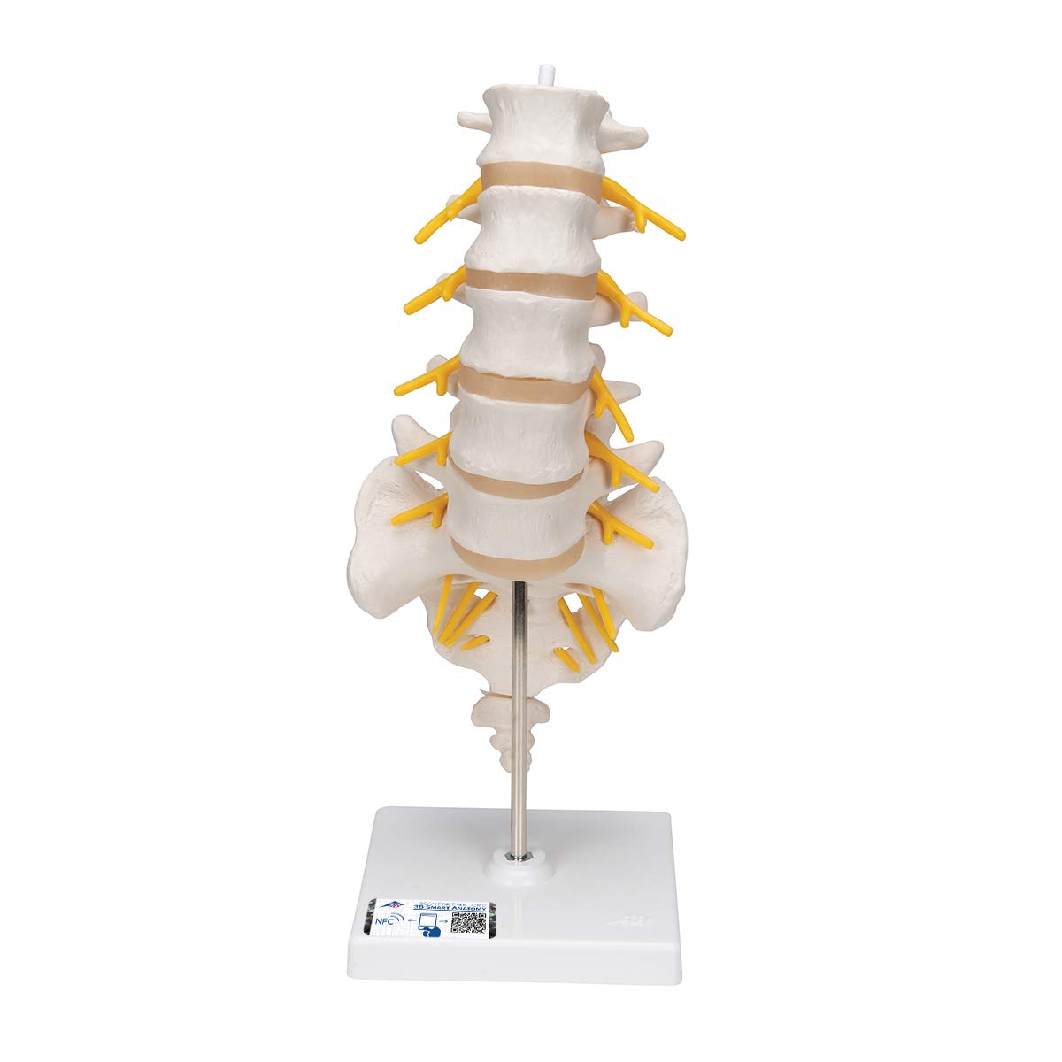 3b-scientific-halswirbels-ulenmodell-beweglich-auf-stativ-smart-anatomy-app image 2