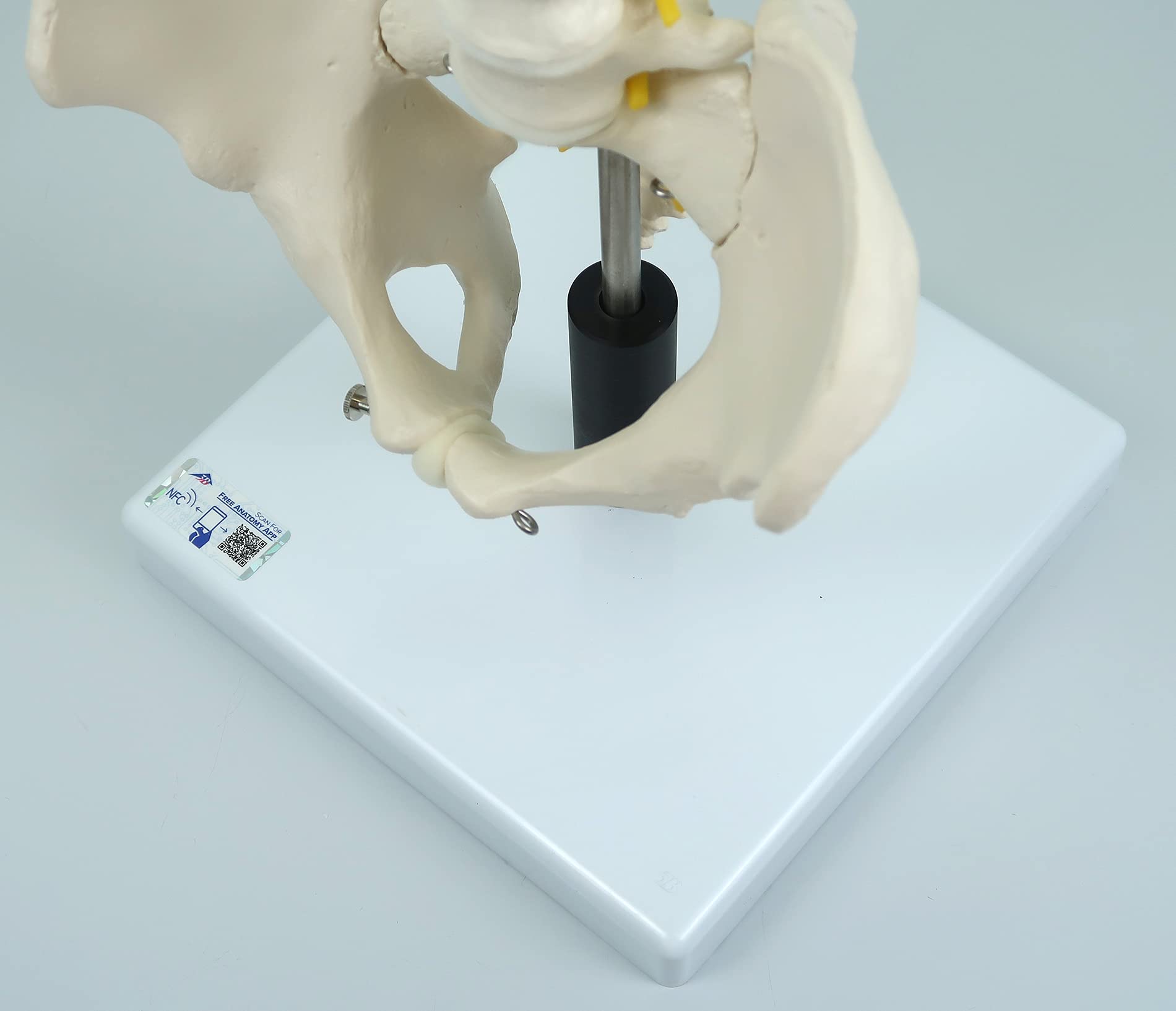 3b-scientific-flexibles-wirbels-ulenmodell-lebensgro-mit-becken-und-bandscheiben image 8