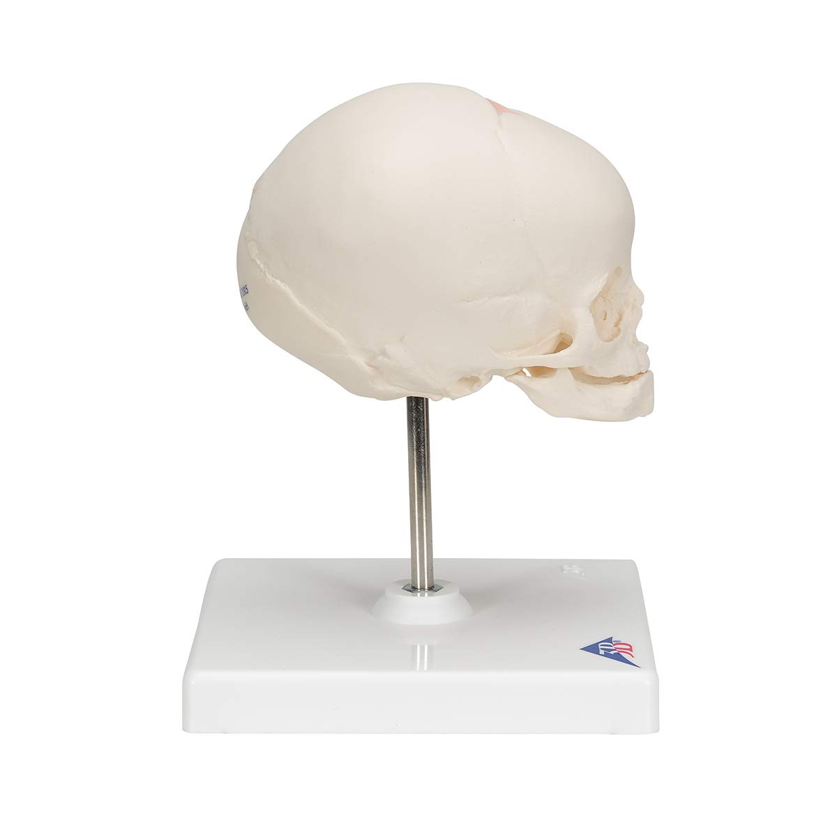 3b-scientific-f-tus-sch-del-naturabguss-30-ssw-auf-stativ image 3