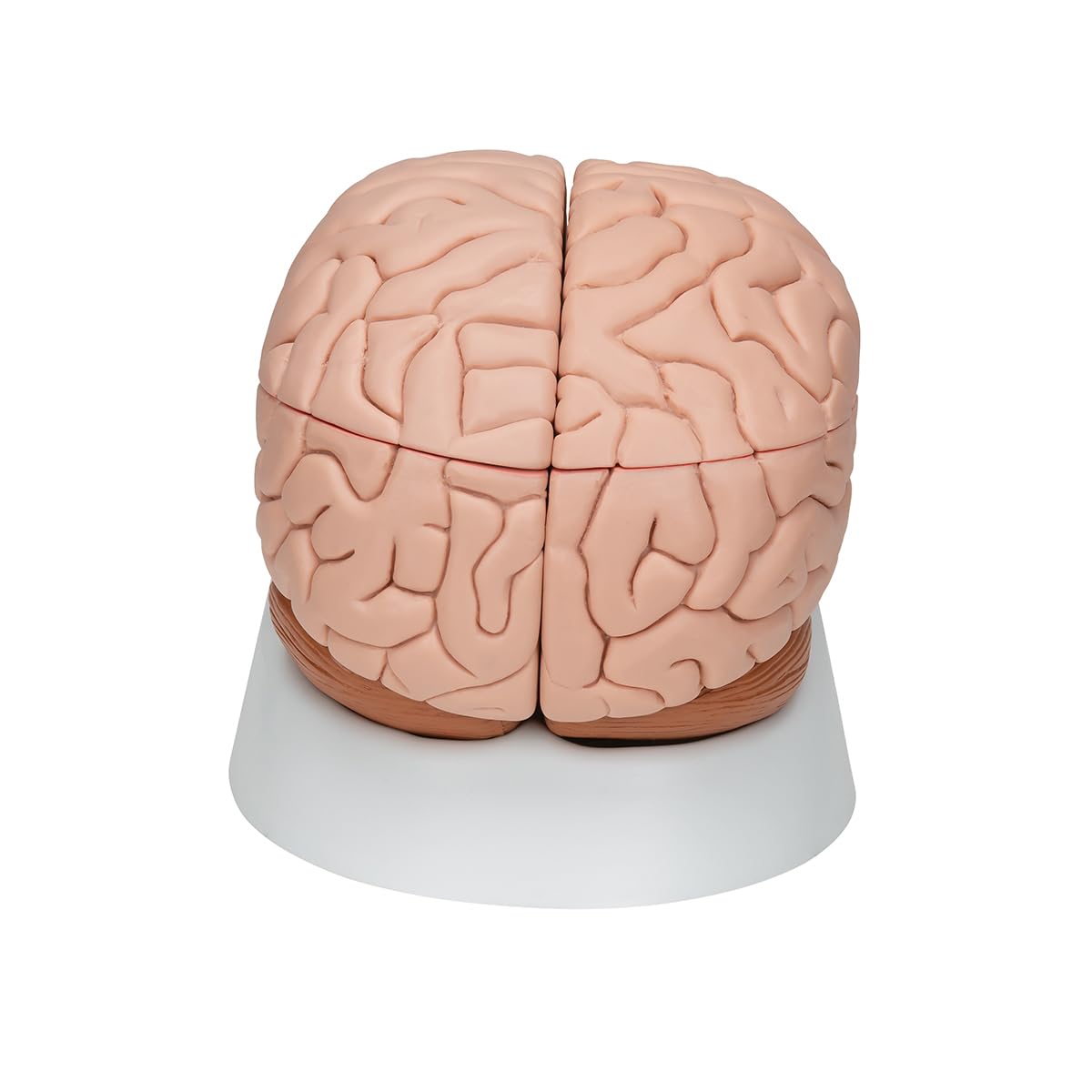 3b-scientific-c17-gehirnmodell-8-teilig-mit-3b-smart-anatomy image 4