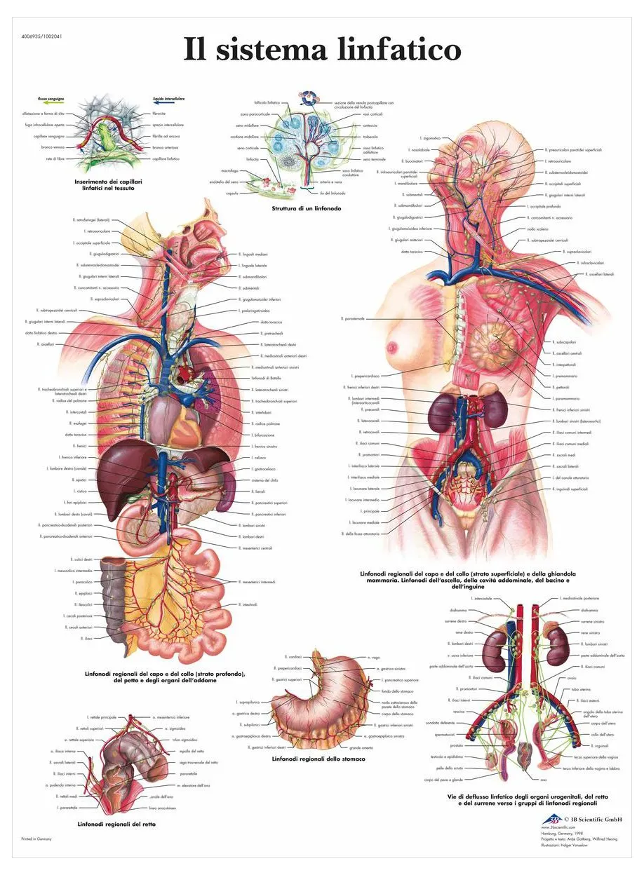 3b-scientific-vr4392l-lehrposter-das-lymphsystem-50-x-67-cm-laminiert image 1