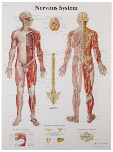 3b-scientific-menschliches-nervensystem-tafel-laminiertes-anatomieposter-50x67-c-2 image 4