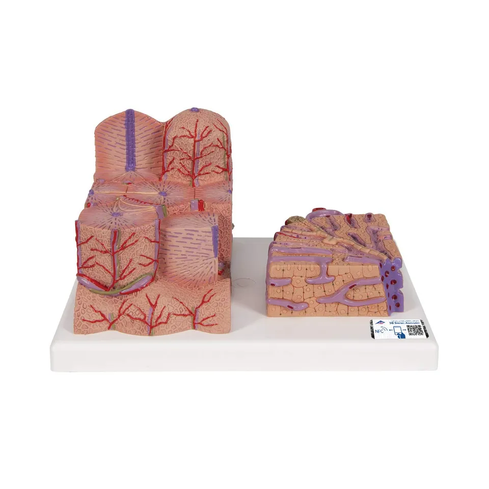 3b-scientific-microanatomy-leber-modell-60-fach-und-200-fach image 1