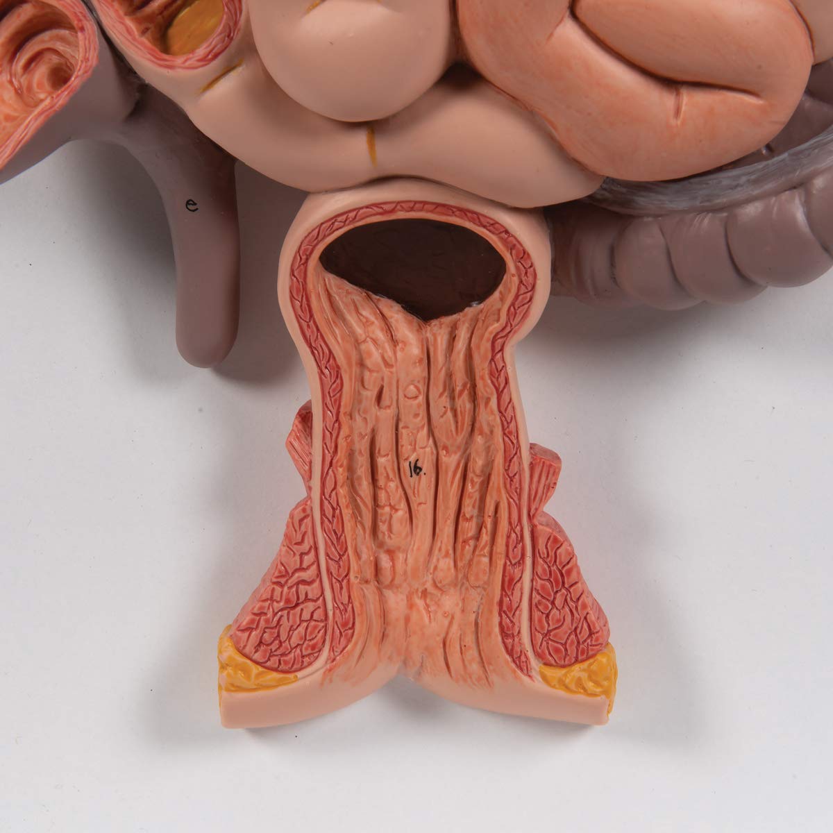 3b-scientific-verdauungsapparat-k21-3-teilig-lebensgro-reliefmodell image 5