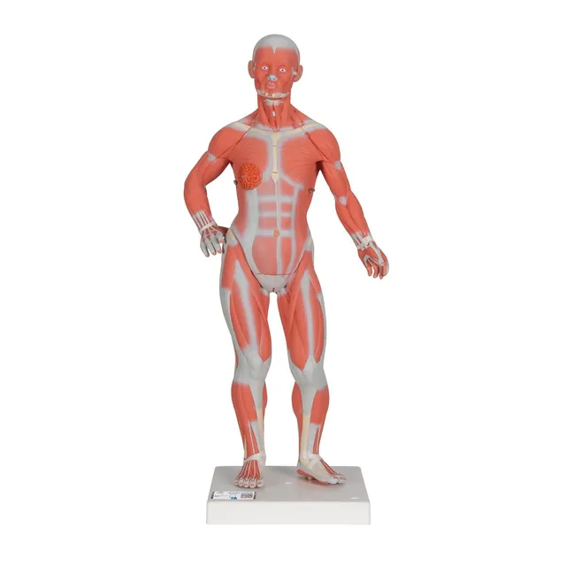 3b-scientific-mini-muskel-figur-2-teiliges-humananatomie-modell-mit-abnehmbarer- image 1