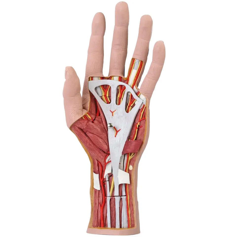 3b-scientific-hand-struktur-modell-3-teilig-mit-muskeln-und-gef-en image 1