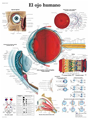 3b-scientific-lehrtafel-menschliches-auge-anatomie-und-physiologieposter-50-x-67 image 2
