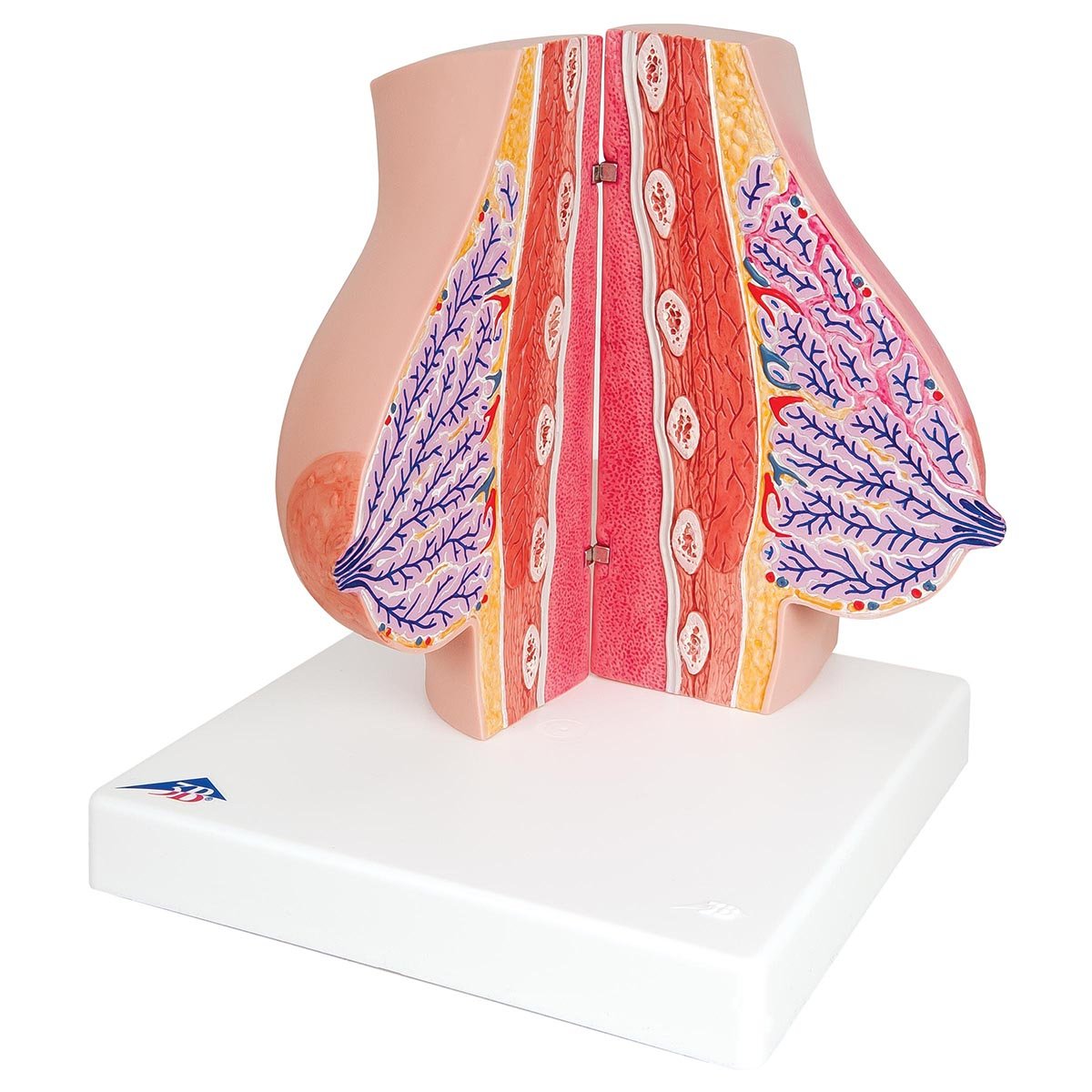 3b-scientific-weibliches-brustmodell-anatomie-lehrmodell-mit-l-ppchen-g-ngen-und image 3