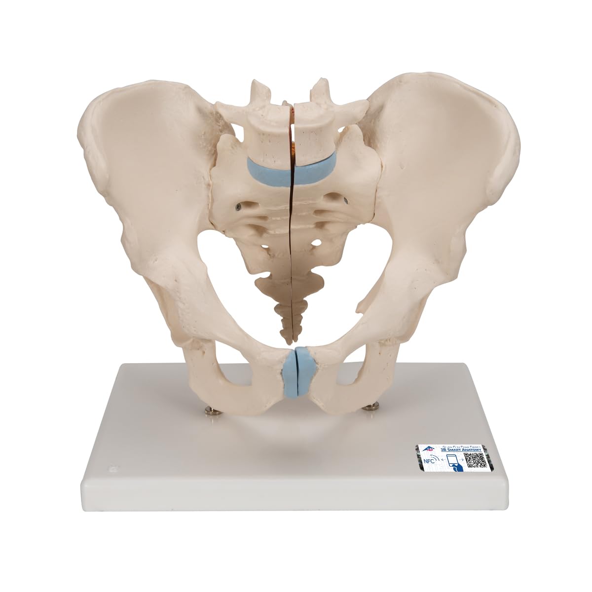 3b-scientific-m-nnliches-becken-modell-3-teilig-3b-smart-anatomy-app image 1