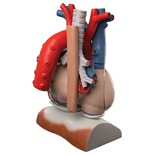 3b-scientific-herzmodell-mit-zwerchfell-3-fache-gr-e-10-teilig-smart-anatomy-app image 8