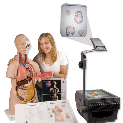 3b-scientific-torso-guide-mit-cd-rom-farbbild-anleitung-f-r-menschliche-anatomie image 3