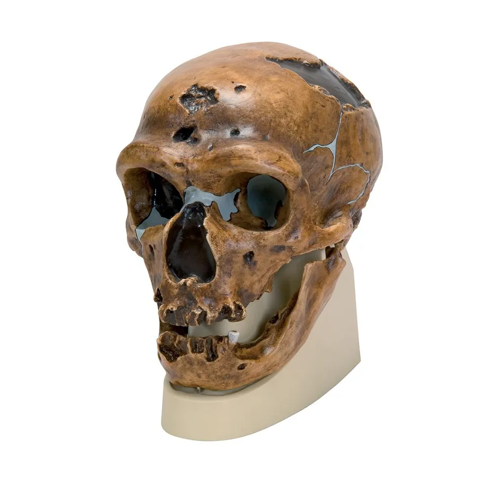 3b-scientific-sch-delreplikat-homo-neanderthalensis-la-chapelle-aux-saints-1-cla image 1