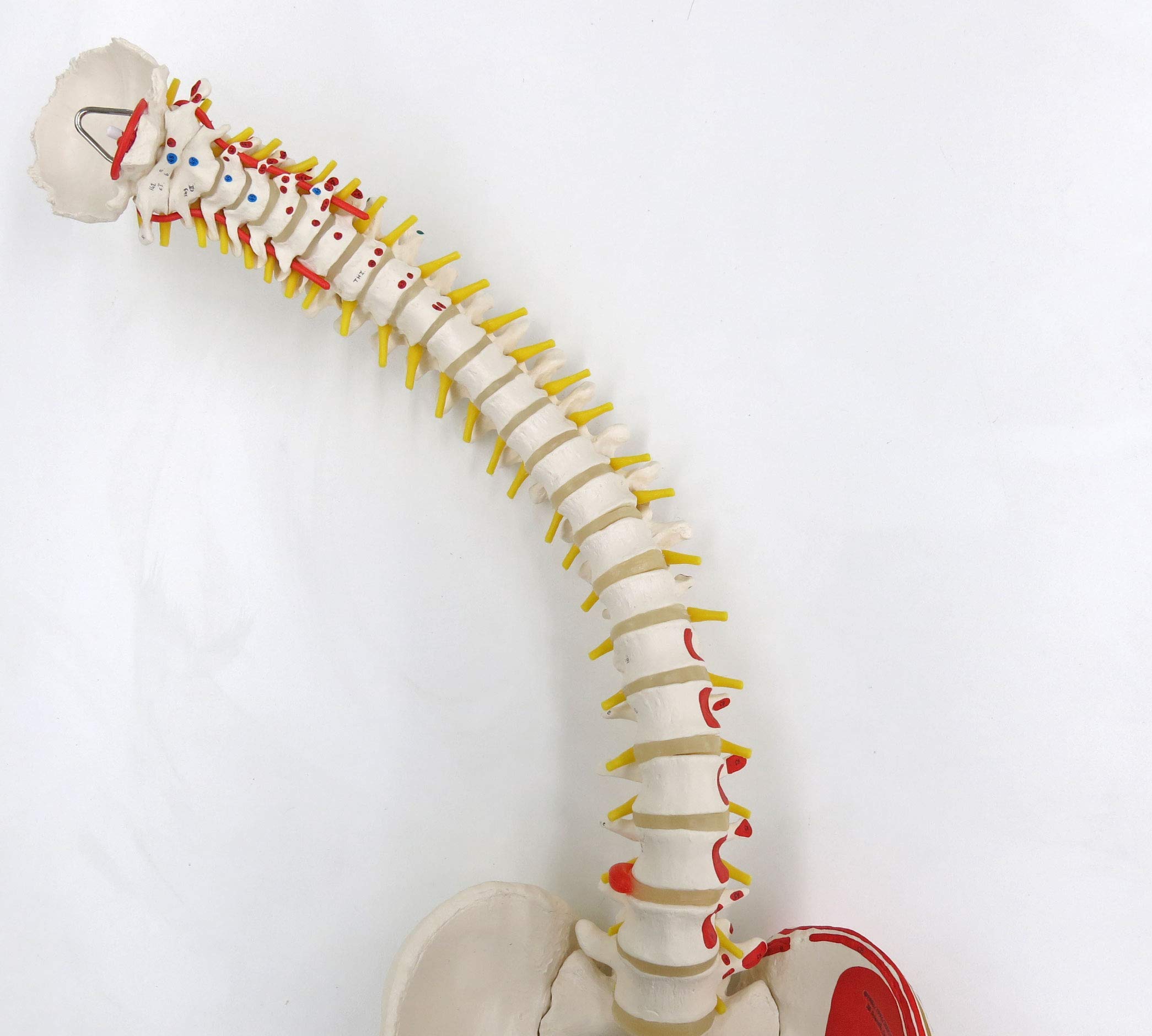 3b-scientific-flexible-wirbels-ule-klassik-lebensgro-es-wirbels-ulenmodell-mit-m image 8
