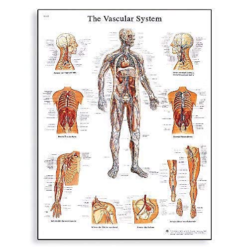 3b-scientific-lehrtafel-das-blutgef-system-anatomieposter-50-x-67-cm image 4