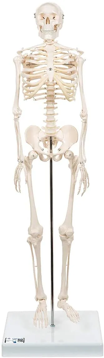3b-scientific-shorty-a18-mini-menschenskelett-mit-becken-auf-sockel-3b-smart-ana image 1