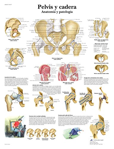 3b-scientific-lehrtafel-h-fte-anatomie-und-pathologie-vr3172uu-poster-50x67-cm image 4