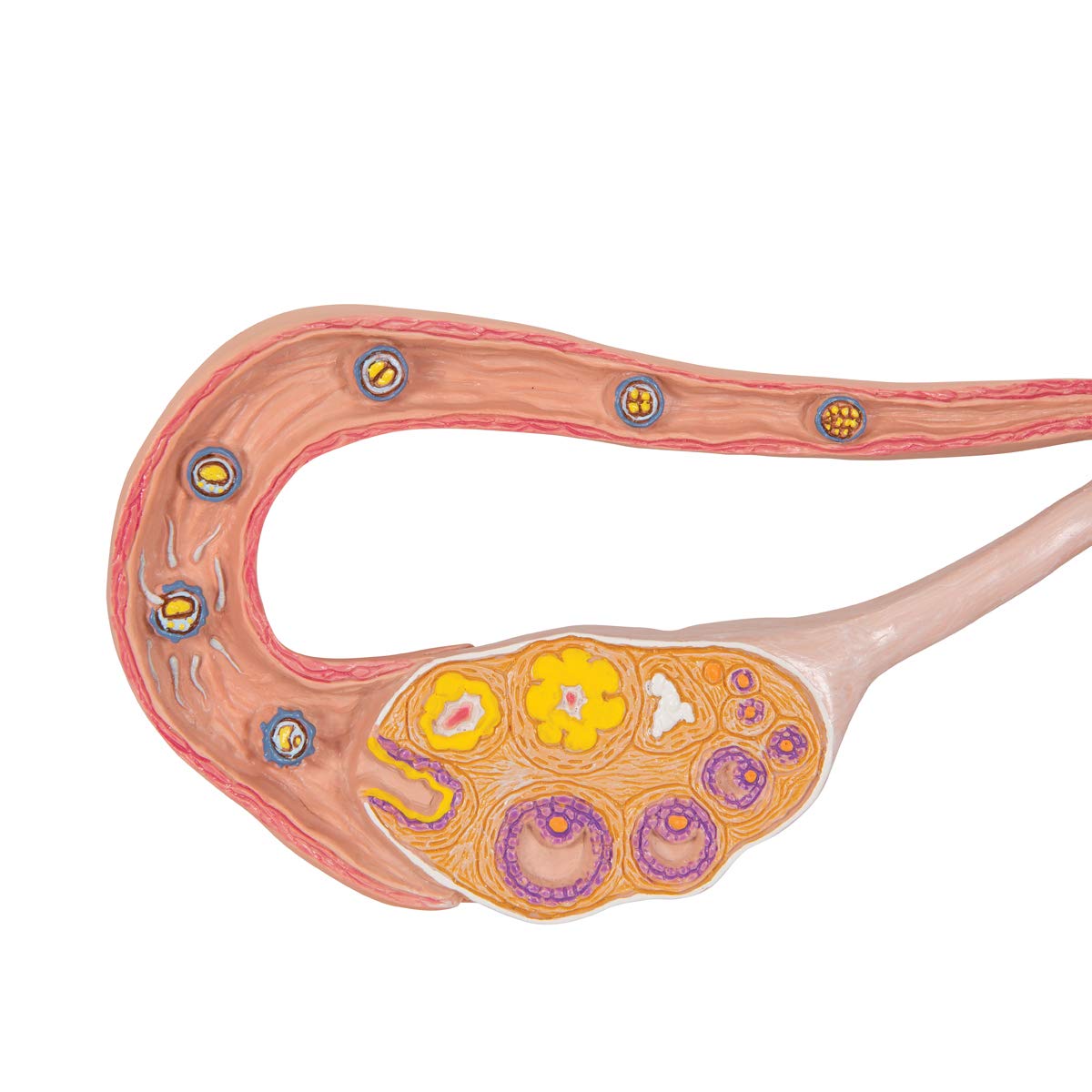 3b-scientific-eierstockmodell-2-fach-vergr-ert-anatomiemodell-mit-befruchtung-ze image 7