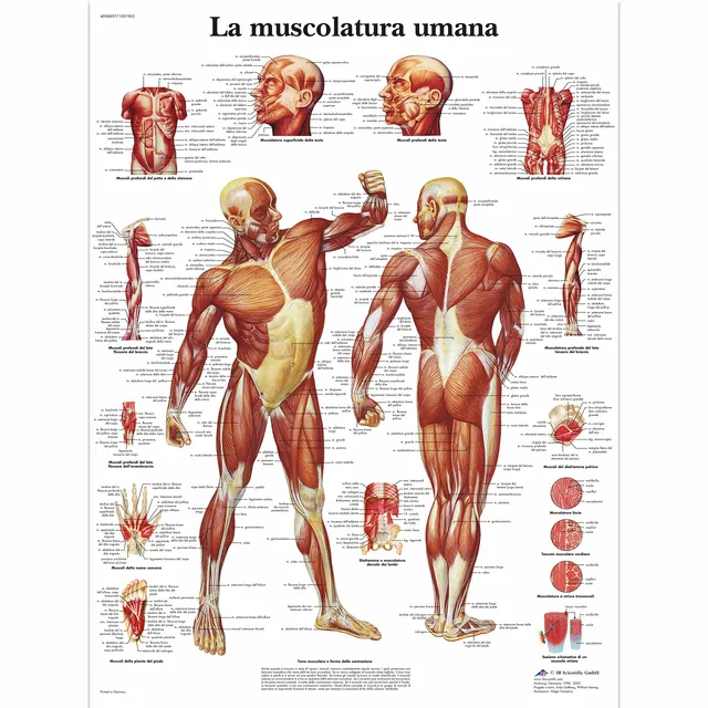 3b-scientific-anatomieposter-menschliche-muskulatur-laminiert-uv-und-staubgesch- image 1