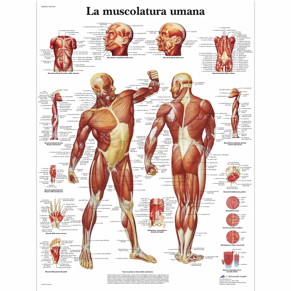 3b-scientific-anatomieposter-menschliche-muskulatur-laminiert-uv-und-staubgesch- image 1