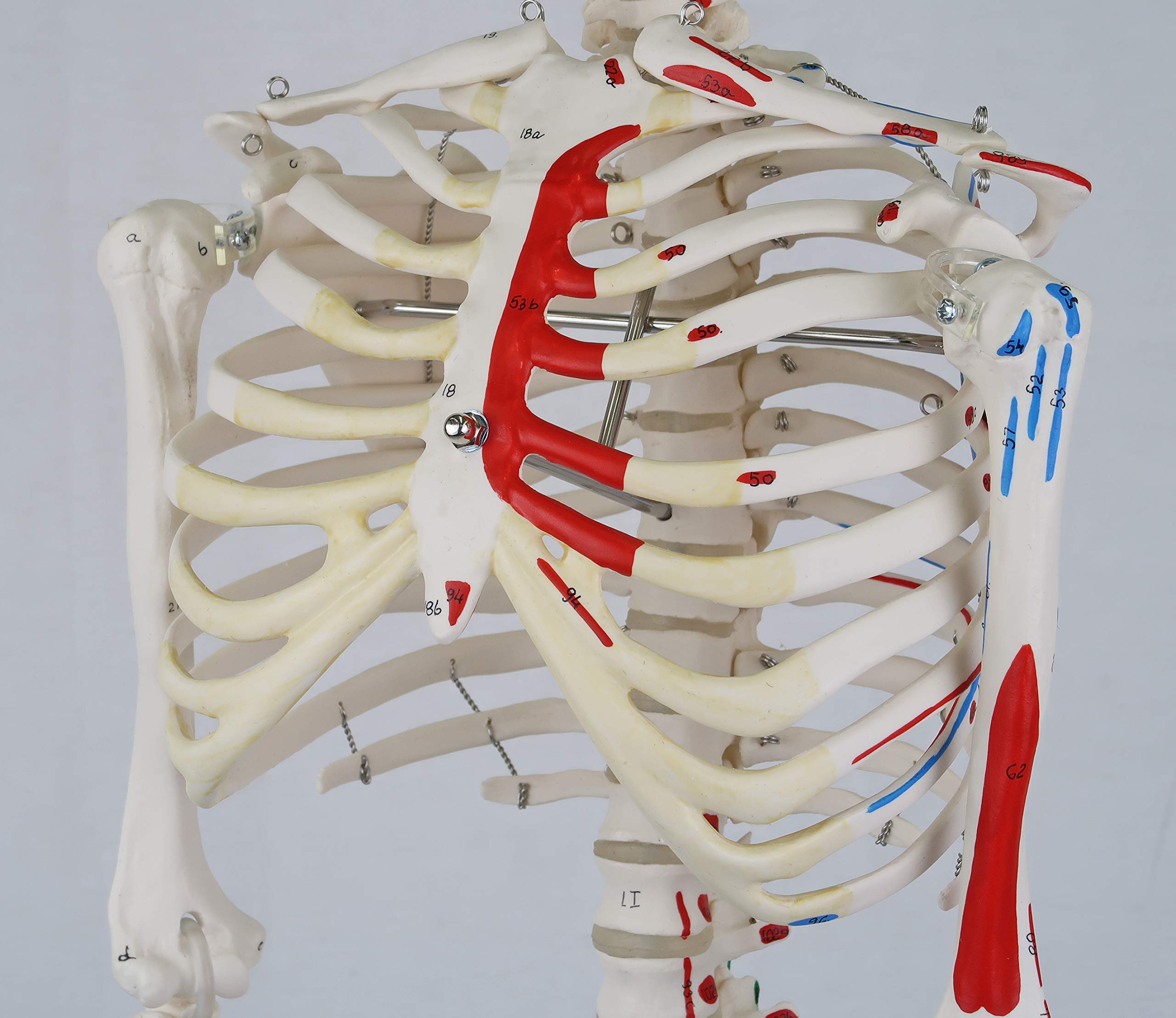 3b-scientific-mini-skelett-shorty-85-cm-mit-muskelbemalung-und-3-teiligem-sch-de image 3