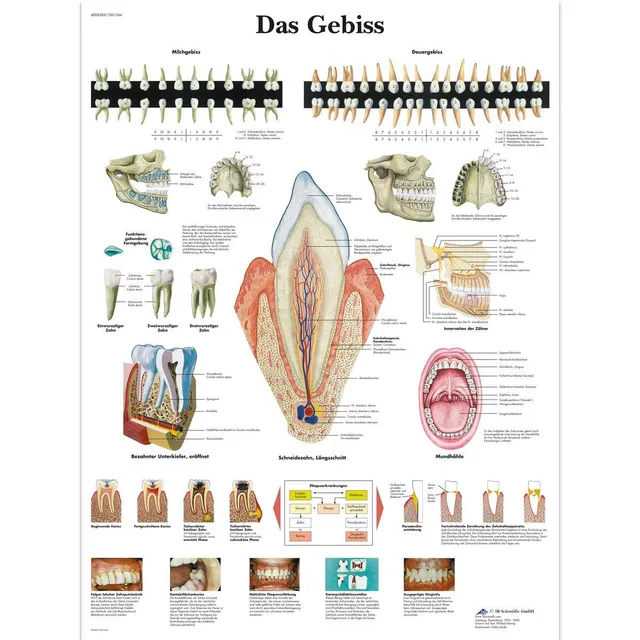 3b-scientific-lehrtafel-das-gebiss-vr0263l-laminiert-50x67-cm image 1