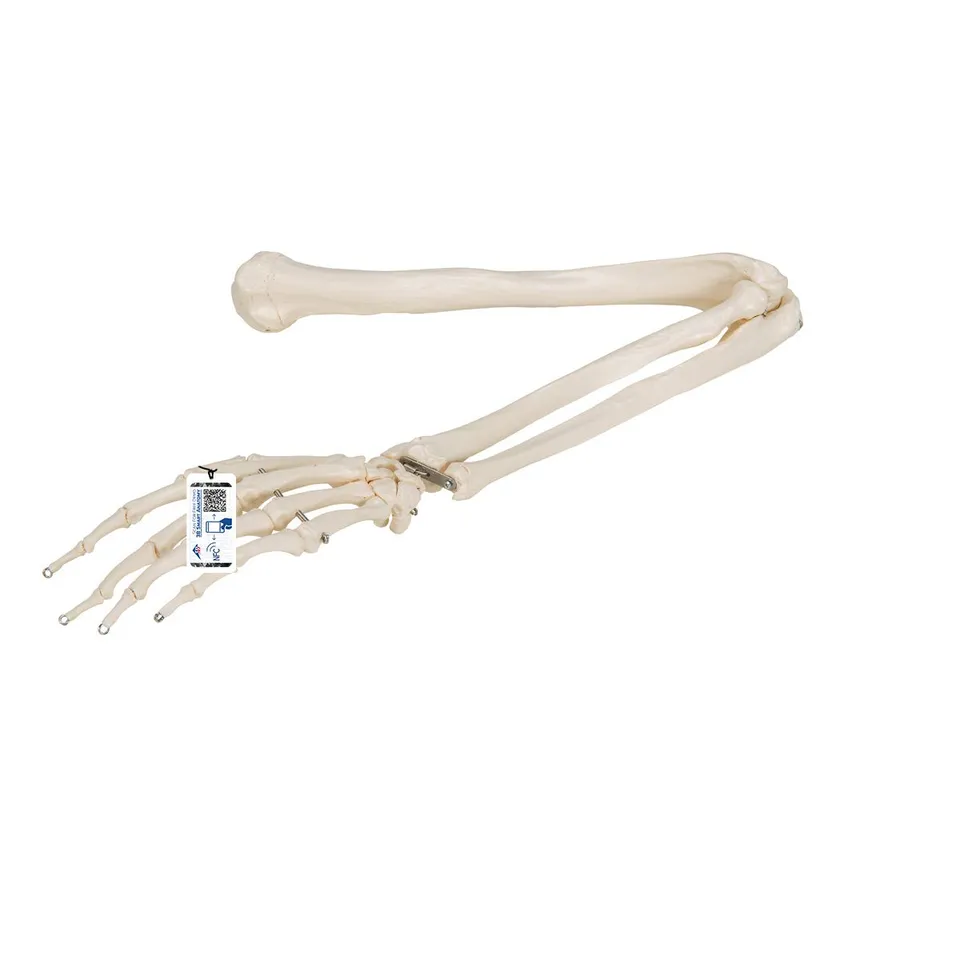 3b-scientific-armskelett-modell-mit-3b-smart-anatomy-app-menschliche-anatomie image 1