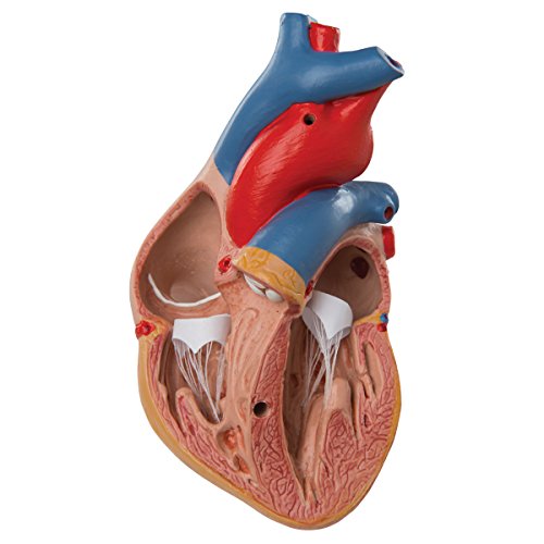 3b-scientific-herzmodell-klassik-3-teilig-lebensgro-herz-mit-thymus-und-smart-an image 7