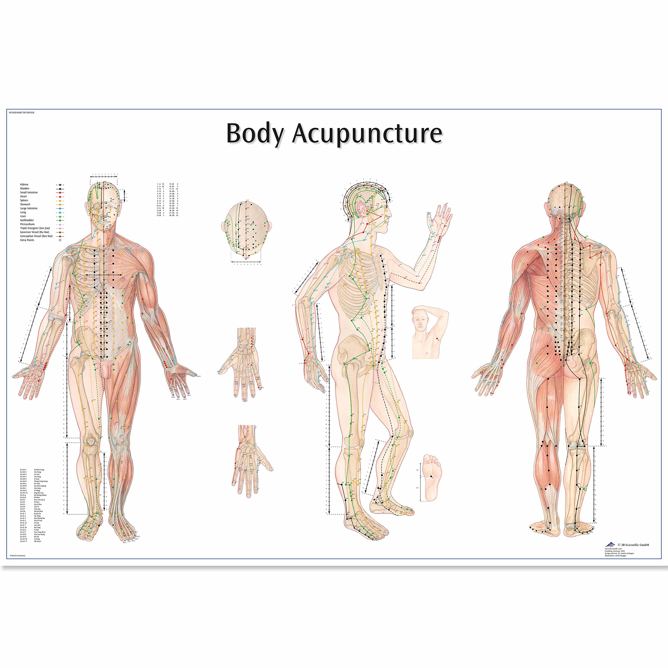 3b-scientific-4006730-akupunkturtafel-human-anatomy-papierversion image 1