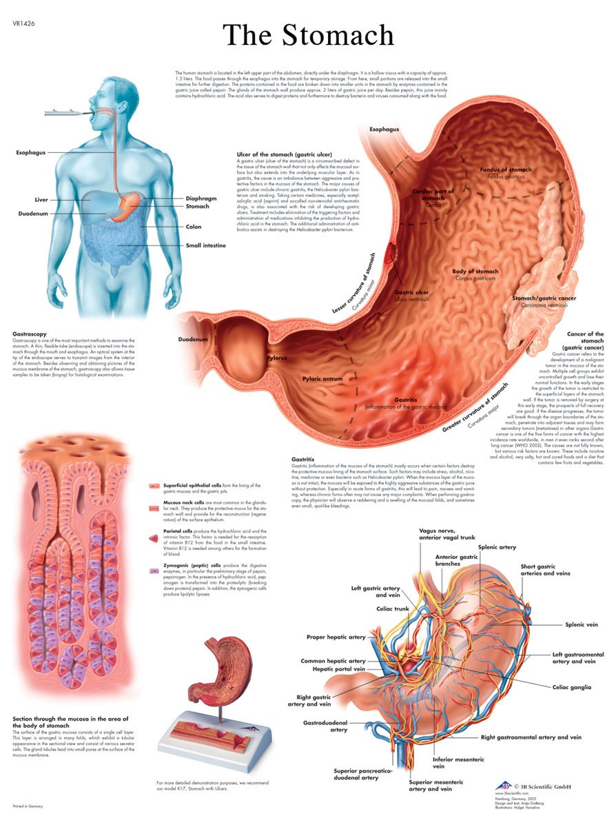 3b-scientific-magendiagramm-human-anatomy-laminierte-englische-version-50-x-67-c image 2